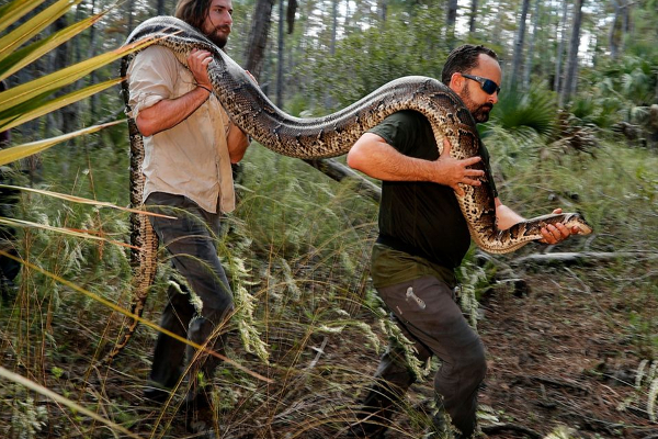புளோரிடாவில் வினோத போட்டி; கொன்றால் 25 லட்சம்! | 25 Lakh If Killed Florida Python Challenge