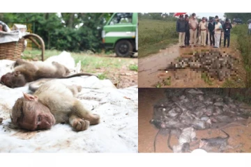 60 குரங்குகளுக்கு விஷம் கொடுத்து, சாக்கு மூட்டைகளில் கட்டி கொடூரமாக அடித்து கொன்ற அதிர்ச்சி சம்பவம்!