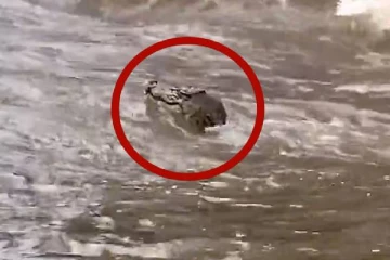 கன மழைக்கு மொத்தமாக மூழ்கிய விமான நிலையம்... பெருவெள்ளத்தில் தப்பிய முதலைகளால் பீதியில் மக்கள்