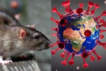 மீண்டும் ஆட்டத்தை ஆரம்பித்த கொரோனா! எலிகளுக்குமா? அதிர்ச்சியில் மக்கள்