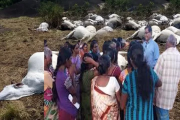 மட்டக்களப்பு எல்லைக் கிராமங்களில் தொடரும் பசு வதைகள்: மக்கள் விசனம்