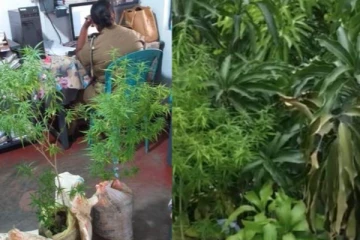 அம்பாறையில் 3 வது மாடியில் இரகசியமாக கஞ்சா செடி வளர்த்தவருக்கு நேர்ந்த கதி!