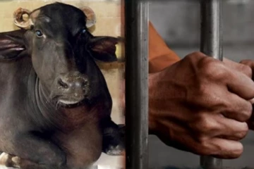 எருமை மாட்டிற்கு பாலியல் வன்கொடுமை - இளைஞர் வெறிச்செயல்!