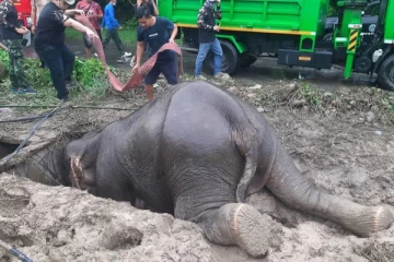 குட்டியை காப்பாற்ற சென்று உயிருக்கு போராடிய தாய் யானை! CPR கொடுக்கும் பரபரப்பு காட்சி