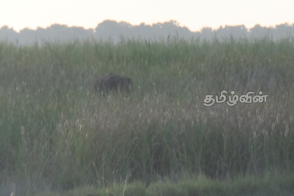 யானைகளை வெளியேற்றும் பணிகள் தொடர்ச்சியாக முன்னெடுப்பு | Elephant Evacuation Operations Continue