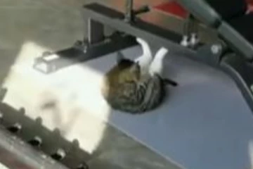 ஜிம்மில் வெறித்தனமாக உடற்பயிற்சி செய்யும் பூனைக் குட்டி! வாவ் அருமை... குவியும் பாராட்டு