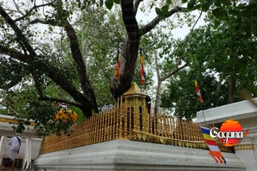 හෙට පිට පළාත්වලින් අනුරාධපුරයට එන්න එපා - අටමස්ථානාධිපති නාහිමි