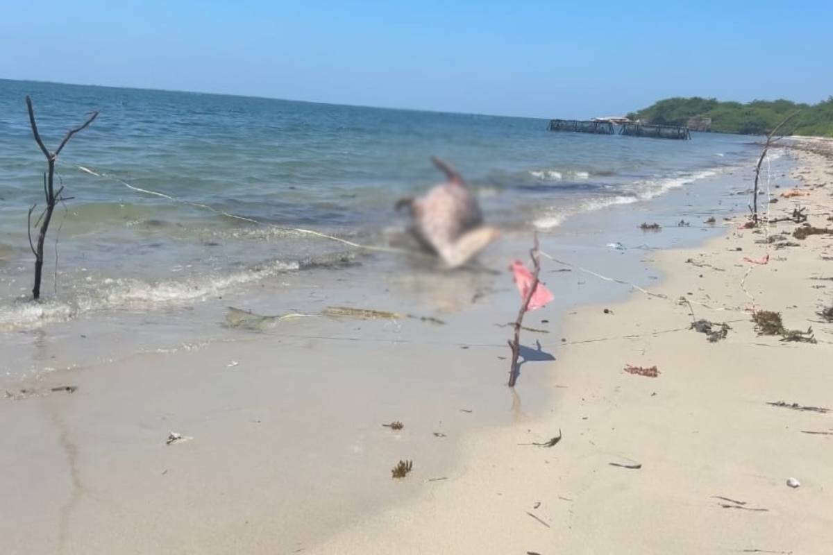 உயிரிழந்த நிலையில் கரை ஒதுங்கிய அரிய வகை கடல் பசு | Rare Sea Cow Washed Ashore Dead