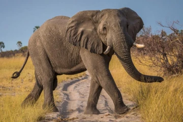 அதிர்ஷ்டம் பெறுக வீட்டில் இந்த படத்தை வாங்கி வையுங்கள்