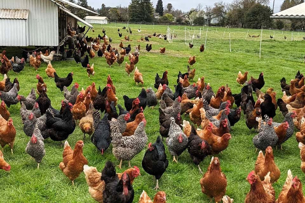 கோழி இறைச்சியினை இறக்குமதி செய்ய நடவடிக்கை..! | Chicken Meat Imported From Foreign Countries