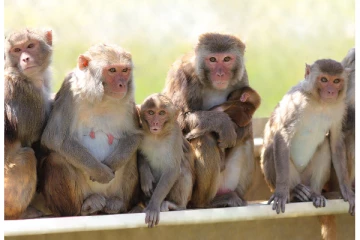 நாளாந்தம் பெறுமதியான பொருட்களை திருடும் குரங்குகள் - திணறும் வர்த்தகர்கள்