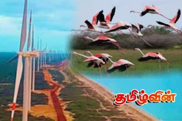 மன்னார் காற்றாலை திட்டத்தால் இடம்பெயரும் பறவைகளுக்கு ஆபத்து! வெளியான அதிர்ச்சி தகவல்