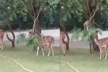 Viral Video: மானின் பசியை போக்கிய குரங்கு