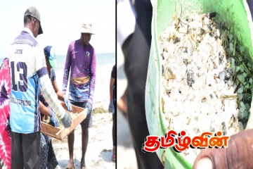 மன்னார் கடற்பகுதிகளில் கரையொதுங்கும் பொருள்