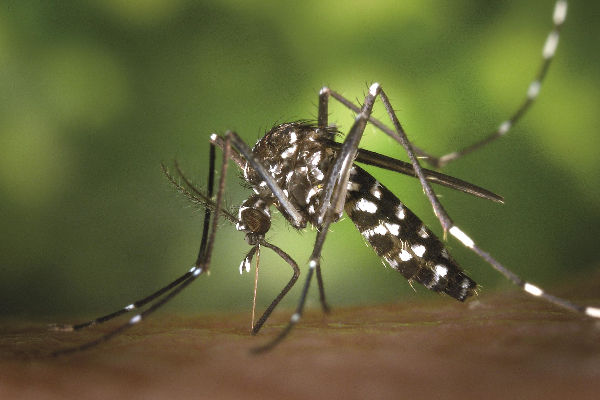 தேசிய தொற்று நோயியல் பிரிவு பொதுமக்களுக்கு விடுத்துள்ள எச்சரிக்கை! | Dengue Cases Has Crossed 76 000 Sri Lanka