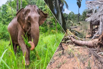 தமிழர் பகுதிகளில் அதிகரிக்கும் காட்டு யானைகளின் அட்டகாசம் - உடனடி நடவடிக்கை கோரும் மக்கள்