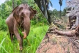 தமிழர் பகுதிகளில் அதிகரிக்கும் காட்டு யானைகளின் அட்டகாசம் - உடனடி நடவடிக்கை கோரும் மக்கள்