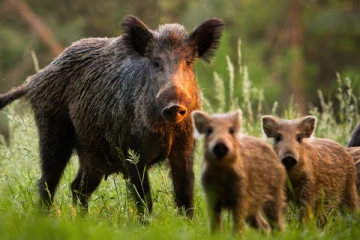 காட்டுப்பன்றிக் கூட்டங்களால் மக்கள் அச்சம்