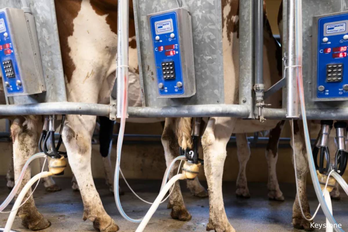 பாலில் ரப்பர் ரசாயனங்கள்: சுவிஸ் ஆய்வு முடிவுகள் | Rubber Related Chemicals Found In Swiss Milk பாலில் ரப்பர் ரசாயனங்கள்: சுவிஸ் ஆய்வு முடிவுகள் | Rubber Related Chemicals Found In Swiss Milk