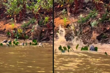 சிறுத்தையை பயமுறுத்திய கடல் சிங்கங்கள்.... வியப்பூட்டும் காட்சி