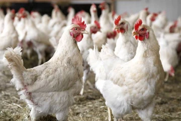 இறைச்சிப்பிரியர்களுக்கு மகிழ்ச்சியான தகவல்