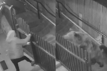 பின் தொடர்ந்த பெண்...விரட்டியடித்த கரடிகள்