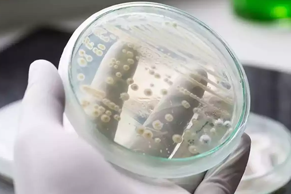அமெரிக்காவை அலறவிடும் பூஞ்சை தொற்று | A Fungal Infection That Is Scaring America