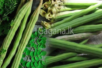 100ට බැහැපු මුරුංගා 1000 ට නංගපු අපූරුව.