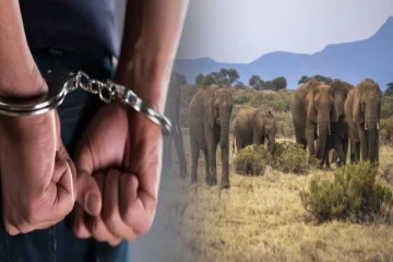 சட்டவிரோதமான முறையில் மின்சார வேலி: பரிதாபமாக உயிரிழந்த யானைகள்