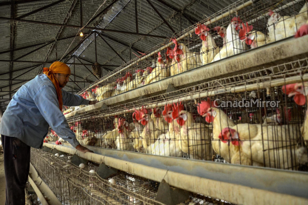 கனடாவின் இந்தப் பகுதியில் மீண்டும் பரவும் நோய்த் தொற்று | British Columbia Bird Flue கனடாவின் இந்தப் பகுதியில் மீண்டும் பரவும் நோய்த் தொற்று | British Columbia Bird Flue