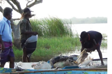 මාළු මිල සහ කෑම සම්බන්ධයෙන් අලුත්ම ආරංචියක්..