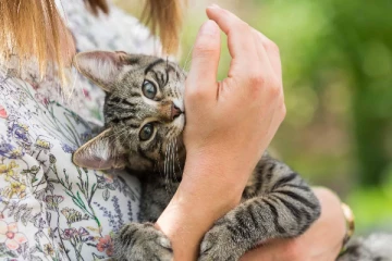 பெண் ஒருவருக்கு எமனாக வந்த பூனை - தென்னிலங்கையில் ஏற்பட்ட சோகம்