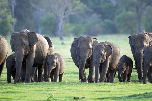வனப்பகுதியில் குழியில் விழுந்த காட்டு யானைக்குட்டி பத்திரமாக மீட்பு! | Baby Elephant Unprotected Pit Was Rescued