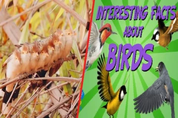 viral video: பறவைகளின் இந்த பழக்கம் பற்றி உங்களுக்கு தெரியுமா? இயற்கையின் விந்தை