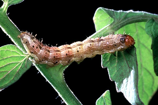 Parumanatta Insect ஜேர்மனிக்கு அண்டை நாடொன்றிலிருந்து பரவும் பிரச்சினை - லங்காசிறி நியூஸ்