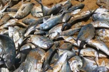 ඉදීරියේදි මාළු කන්න වෙන්නෙත් නෑ.. හේතුව මෙන්න