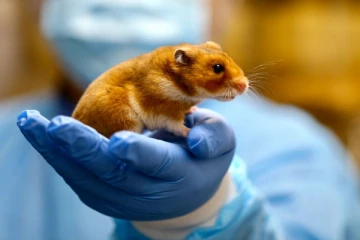 හැම්ස්ටර් සතුන් 2000 මරා දැමීමේ තීරණයක්..!පුද්ගලයින් ළඟ සිටින සතුන් බලධාරීන්ට බාර දෙන ලෙස ඉල්ලීමක්.