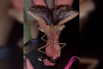 இதுவரை இல்லாத அளவுக்கு மிகப்பெரிய பூச்சியை கண்டுபிடித்த விஞ்ஞானிகள்