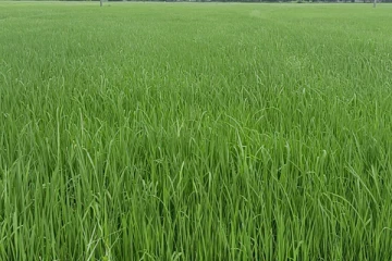 வவுனியாவில் மடிச்சுக்கட்டி நோய் தாக்கம்: 782 ஏக்கர் நெற் செய்கை பாதிப்பு(Photos)