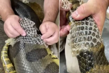 பாம்புக்கு தோல் உரித்து விடும் நபர் - இணையத்தில் பார்வையாளர்களை வியக்க வைதத அரிய காட்சி!