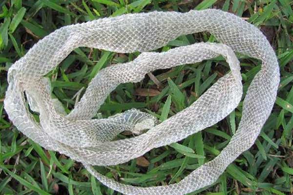 பாம்பு தன் தோலை உரிப்பது ஏன் தெரியுமா? | Why Snakes Remove Their Skin In Tamil