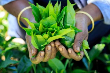 23 வருடங்களில் தேயிலை ஏற்றுமதி வீழ்ச்சி!  தீவிரமாகும் நெருக்கடி!