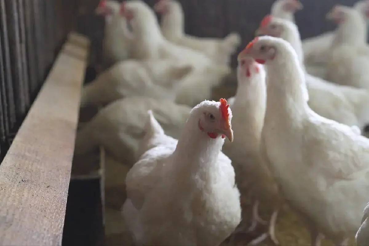 திருமண ஊர்வல DJ சத்தத்தால் உயிரிழந்த 140 கோழிகள் | Wedding Dj Loud Sound Kills 140 Chickens In Up