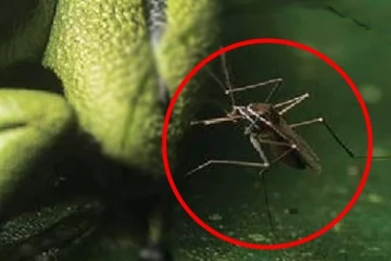 நாட்டில் கண்டுபிடிக்கப்பட்ட மிக சிறிய வகை நுளம்பு இனம்