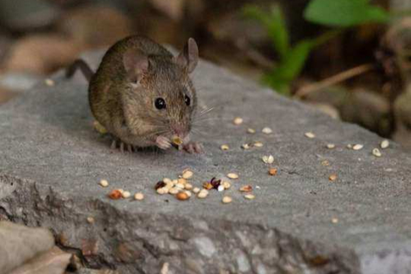 கின்னஸ் உலக சாதனையை தன்வசப்படுத்தும் எலி! | Oldest Mouse In The World Guinness World Records