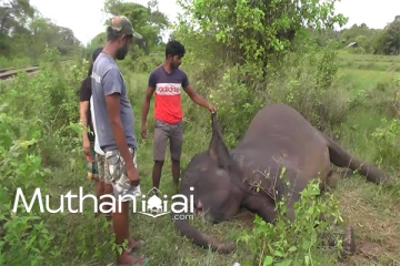 புகையிரதத்தில் காட்டு யானைகள் மோதியதில் இரண்டு யானைகள் உயிரிழப்பு.