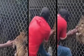 வெறுப்பேற்றிய நபர் - கை விரலை துண்டாக்கிய சிங்கம் - அதிர்ச்சி வீடியோ