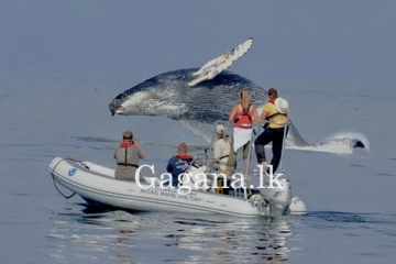 තල්මසෙකු සමඟ උන්ගේම භාෂාවෙන් සංවාද කළ විද්‍යාඥයන්. (VIDEO)