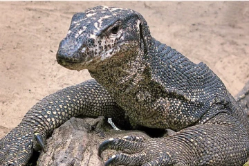 உடும்பை கூட விட்டு வைக்காத இளைஞர்கள் : பாலியல் வன்கொடுமை செய்த கொடூரம்