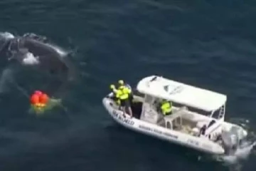 அவுஸ்திரேலியாவில் சுறா மீனுக்கு விரிக்கப்பட்ட வலையில் சிக்கி தவித்த திமிங்கலம்